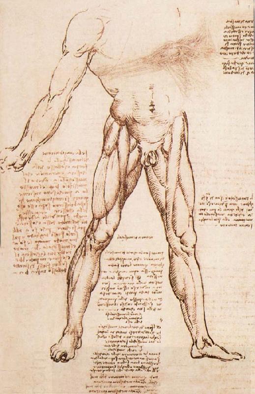 LEONARDO da Vinci Muscle structure of the thigh oil painting picture